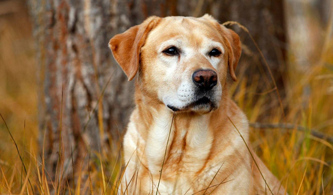 农业农村部公布31种畜禽名单 狗未列入目录将禁吃？