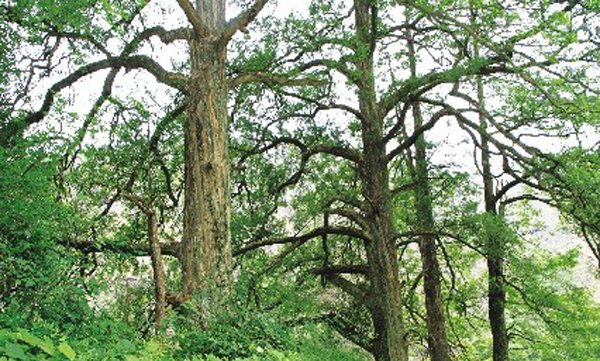 漢中首次發(fā)現(xiàn)大面積野生紅豆杉 最大樹(shù)齡超過(guò)200年