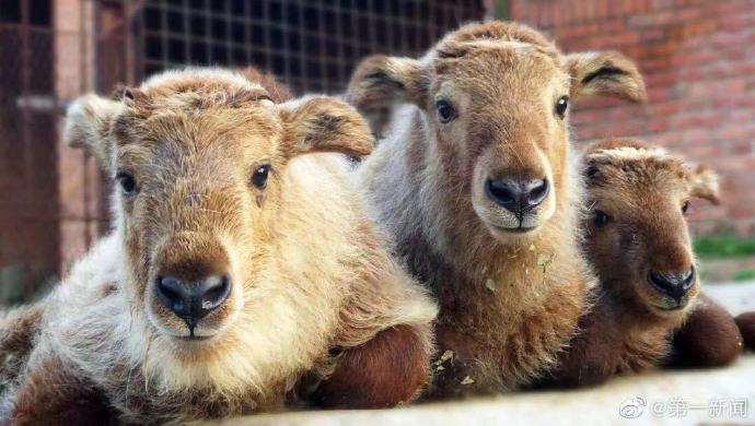 西安秦嶺野生動物園萌寶扎堆降生