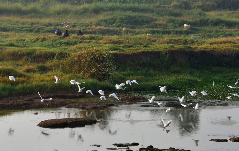 商洛：丹江源濕地迎來多種北遷候鳥