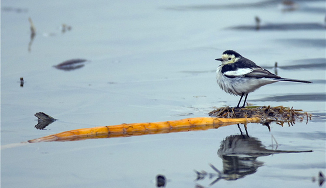 西安野生鸟类突破300种 多处拍鸟圣地等你来打卡