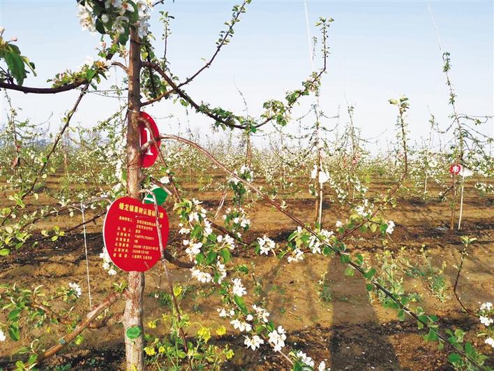 “你看，我在延安有一棵苹果树”