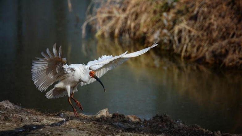 这只“吉祥鸟”，从秦岭飞向世界