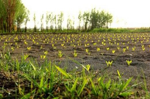 系疰夏繩、流行斗蛋游戲……立夏為何有這些習(xí)俗？