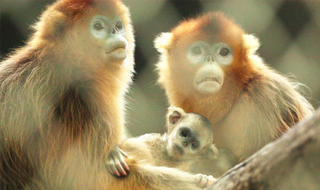 陕西喜添两只秦岭金丝猴宝宝