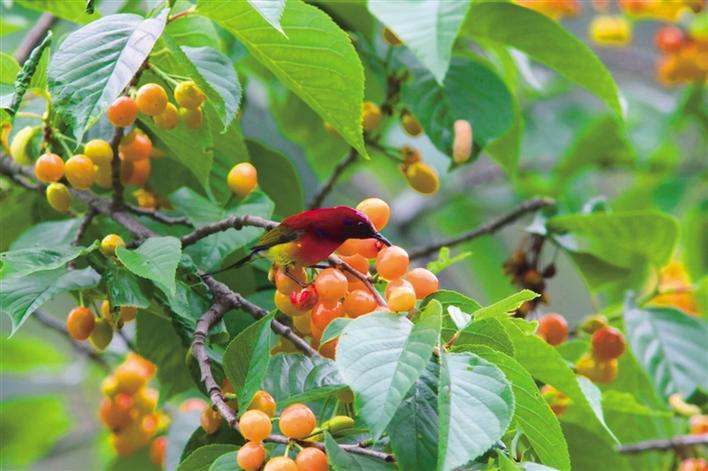 三秦新风貌 樱桃红了 太阳鸟来了