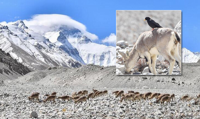 珠峰附近的雪域精灵
