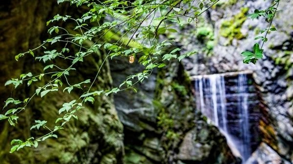当好保护秦岭的生态卫士