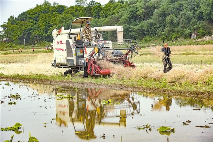 抢抓农时 收油菜种水稻