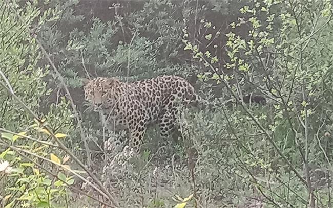    旬邑縣馬欄林區(qū)驚現(xiàn)金錢豹