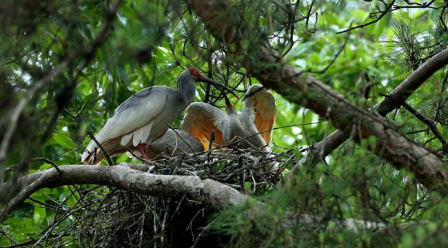 大美秦岭丨朱鹮家族逐渐兴旺 人与自然和谐相处
