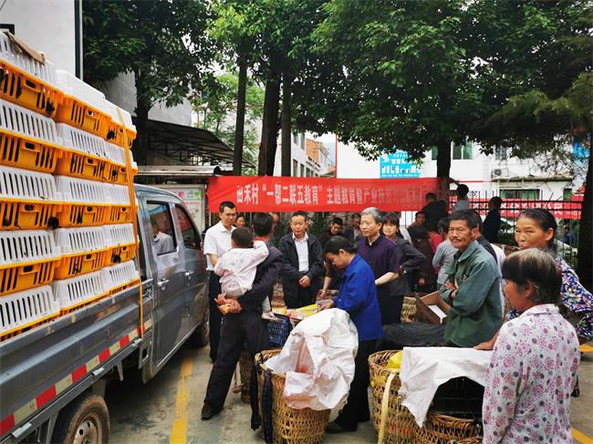 汉阴县政协：爱心赠送土鸡苗 助力脱贫总攻战  