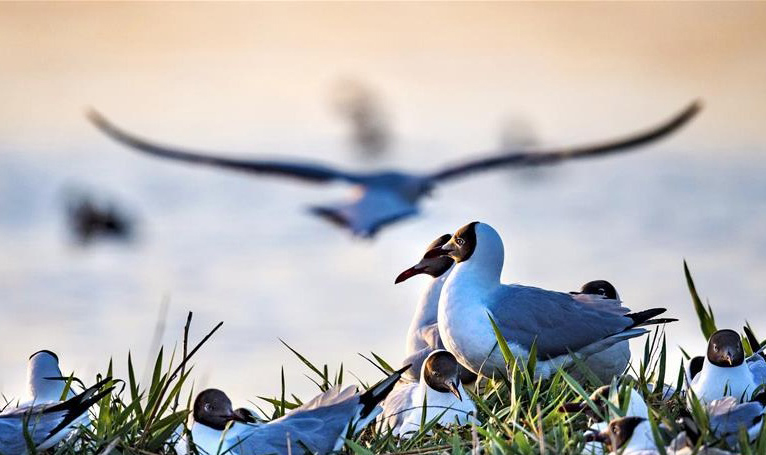 陕西神木市：最是一年初夏时 遗鸥啼鸣湖更幽