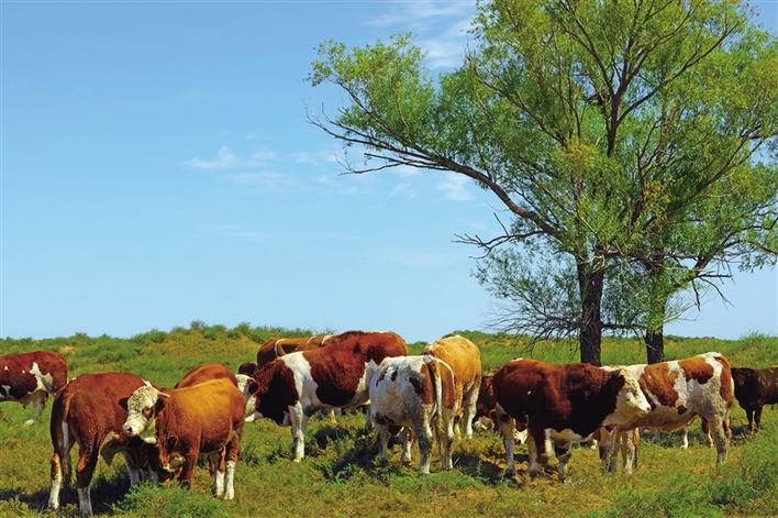 田野里唱响“新牧歌” ——从企业发展看定边营商环境变化