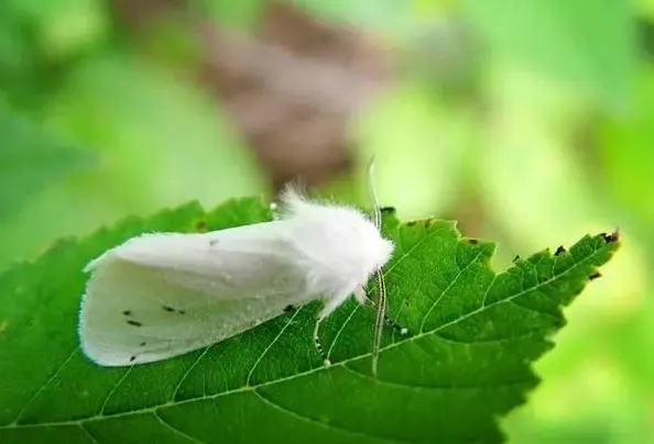 西安高新區(qū)懸賞“通緝”美國(guó)白蛾：1只最高獎(jiǎng)100元