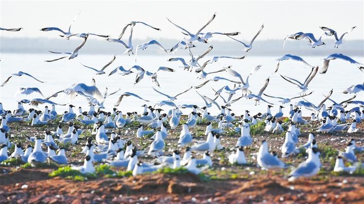遗鸥啼鸣湖更幽