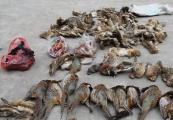 陕西去年受理涉及破坏野生动物资源犯罪案件285件 涉及448人