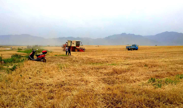 【视觉陕西】陕西西安长安区：魏寨麦田宛如梵高油画再现