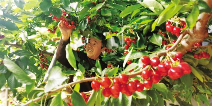 澄城：让樱桃甜进老百姓心里