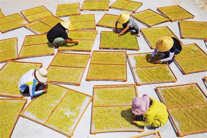 蒲城：金银花开幸福来