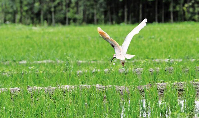 秦岭深处：一分朱鹮舞 一分香稻谷