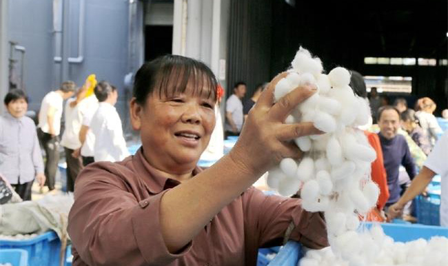 秦岭蚕桑之乡喜迎丰收