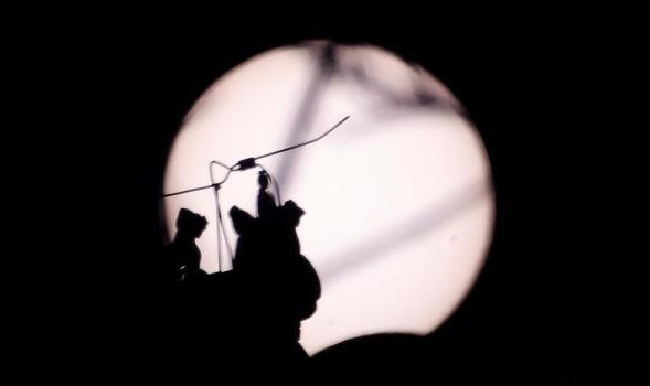 中国就能看！夏至“牵手”日环食 天宇送来浪漫“金指环”