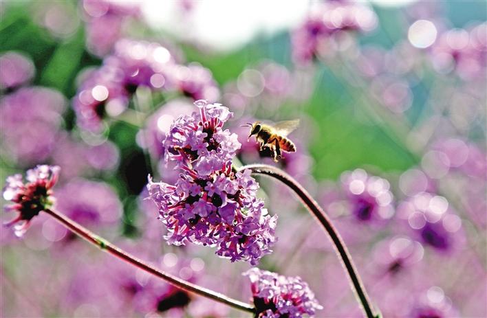 留坝 紫色花海绽放
