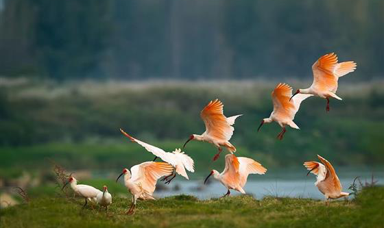 “祖脉秦岭·和美朱鹮” 首届朱鹮文化宣传活动开幕