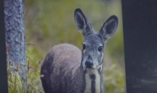 韩城首次拍摄到国家一级保护野生动物原麝