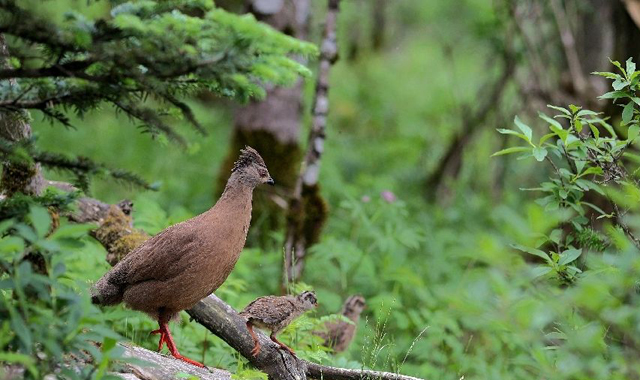 探访“高山上的隐士”血雉
