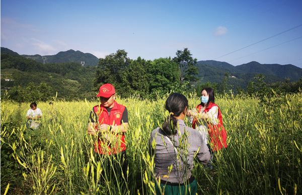 石泉縣政協(xié)：愛心采摘助農(nóng)忙
