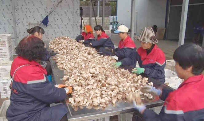 小香菇做成大产业 走出国门创外汇——耀州区发展香菇产业助脱贫小记