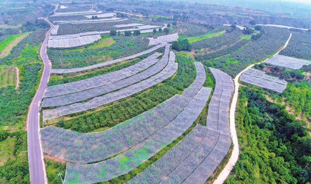 希望的田野——延长县乡村振兴见闻