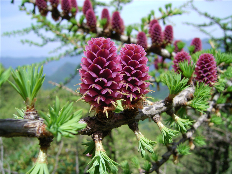 探寻秦岭野生“植物圈”中极珍贵成员 这些植物你认识吗