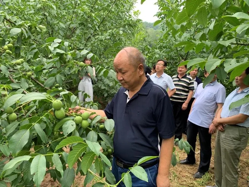 麟游縣政協(xié)：調(diào)研全縣核桃產(chǎn)業(yè)發(fā)展情況