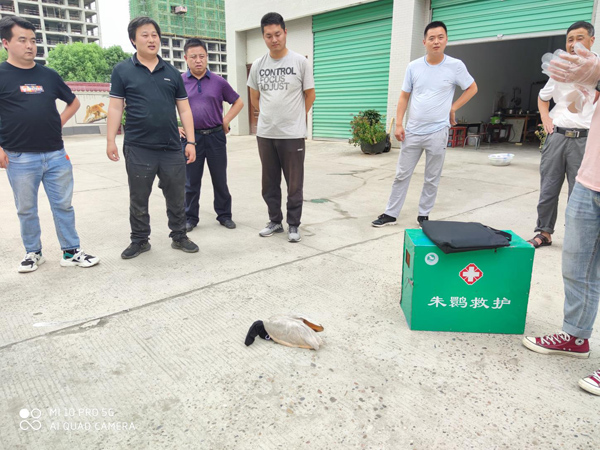 今年以來我省累計(jì)救助朱鹮158只