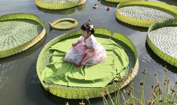 西安植物园王莲上可坐小朋友 水中大力士能托起70公斤物品