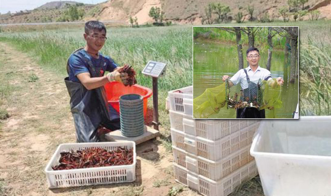 小龙虾“游”到北纬37度