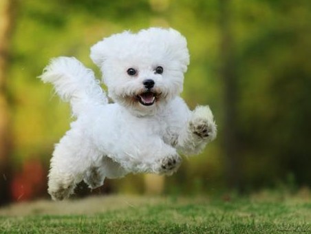 西安将不定期曝光不文明养犬人 各部门区县举报电话公布