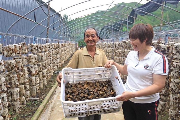 石窑子村贫困户分享吊袋栽培科技红利