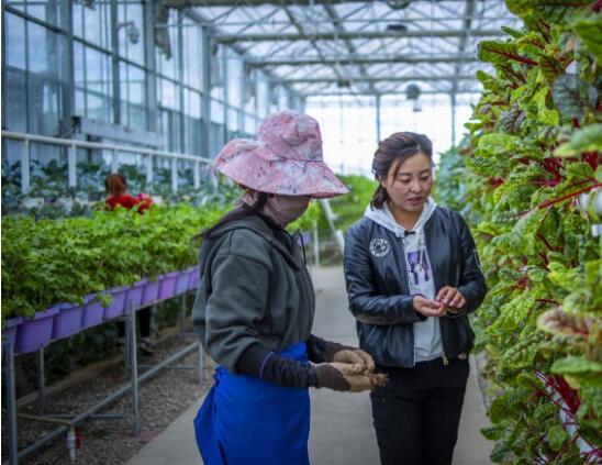 引進(jìn)來、走出去 陜西援藏讓阿里地區(qū)“取長補(bǔ)短”
