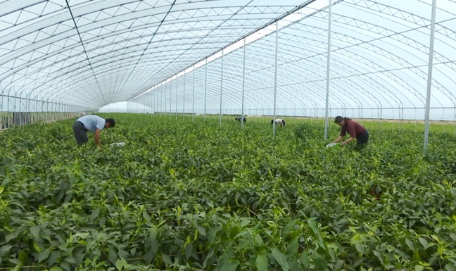 定边县：“致富棚”拓宽小康路