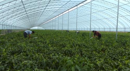 定邊縣“致富棚”拓寬小康路