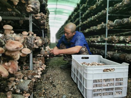 佛坪：小香菇大產(chǎn)業(yè) 撐起脫貧“致富傘”