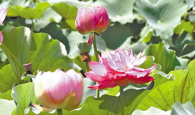 三秦新风貌 渭水“荷”畔风生香