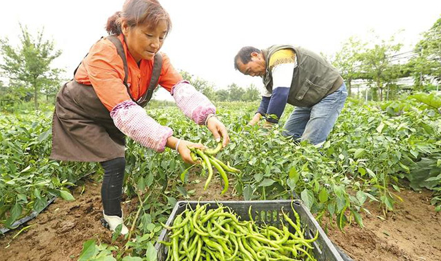 务工群众采摘忙