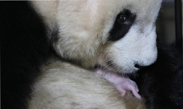 大熊猫永永顺利诞下一子 2020年首只秦岭大熊猫宝宝诞生