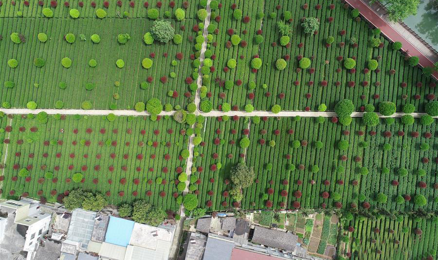  蹚出绿色小康路——陕南秦巴山区的脱贫答卷