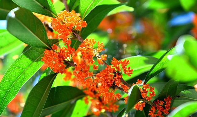 三秦秋实丨汉江源头第一城：满城桂花香 正是赏花时